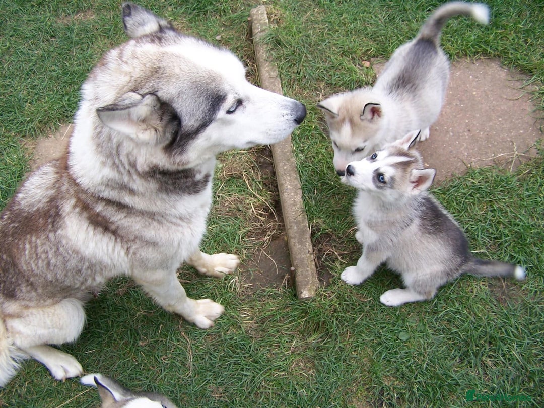 Siberian Husky dogs for sale: Siberian Husky puppies for sale ready now - Image 6
