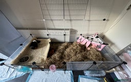 Guinea Pig rodents for sale: 4 girl guinea pigs plus cage and accessories  - Image 2