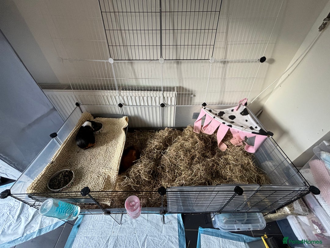 Guinea Pig rodents for sale: 4 girl guinea pigs plus cage and accessories  - Image 2