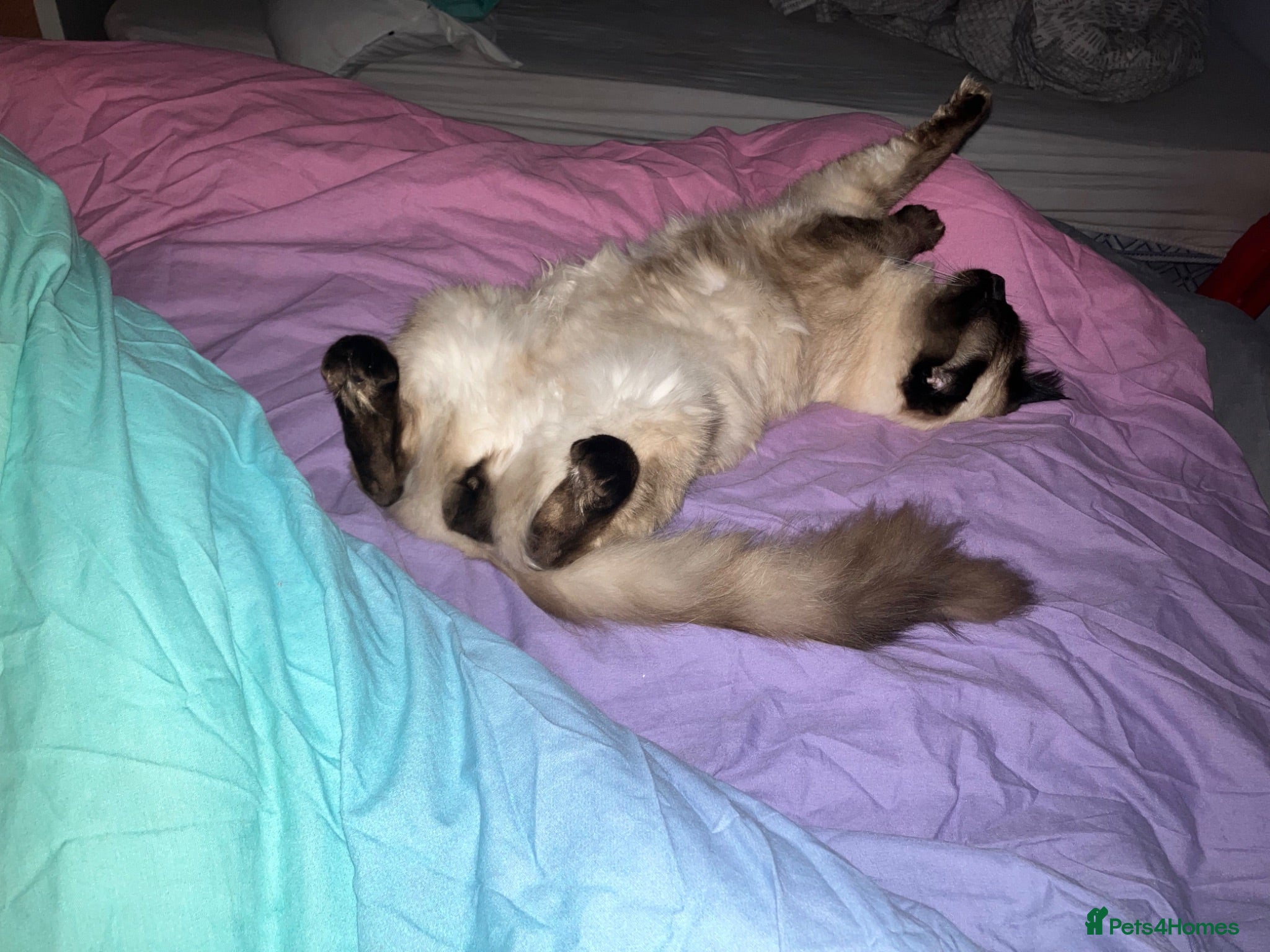 Ragdoll cats Boots - Advert 12