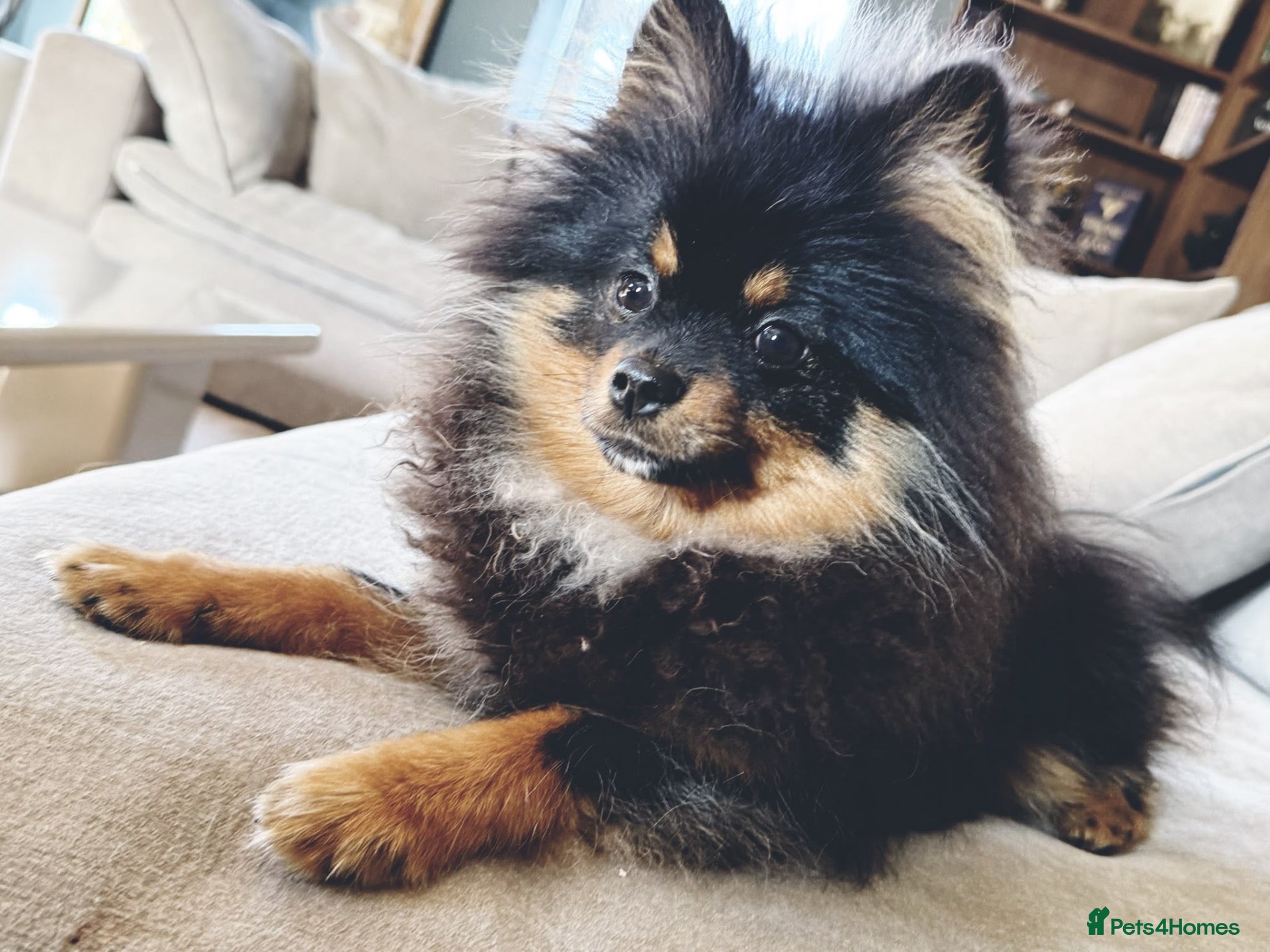Mixed Breed dogs Chihuahua x Pomeranian  - Advert 2
