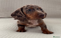 Miniature Dachshund dogs for sale: Gorgeous miniature dachshunds ready now  - Image 6