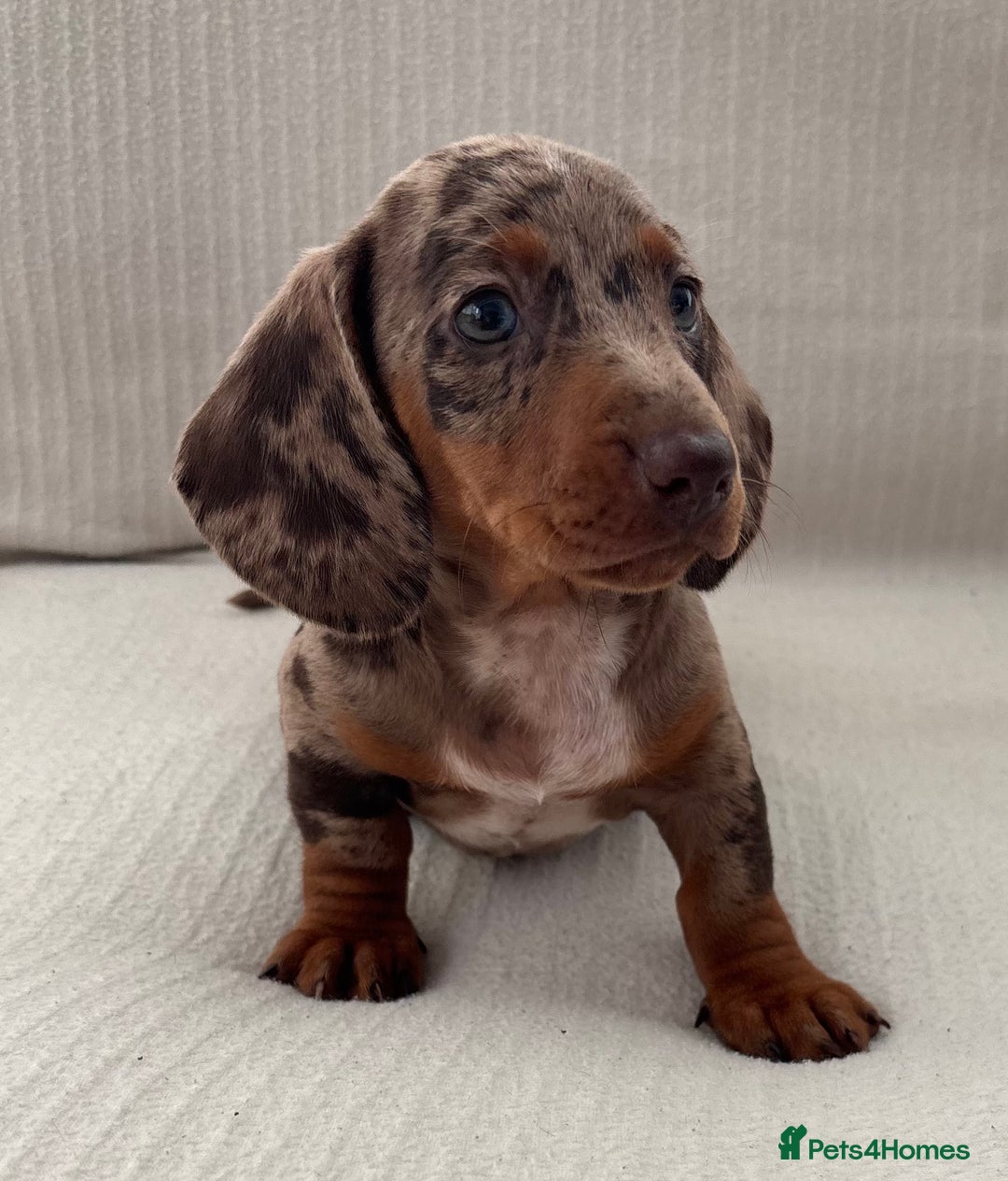 Miniature Dachshund dogs for sale: Gorgeous miniature dachshunds ready now  - Image 6