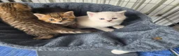 Scottish Fold cats for sale: Adorable 6 Scottish fold kittens  - Advert 8