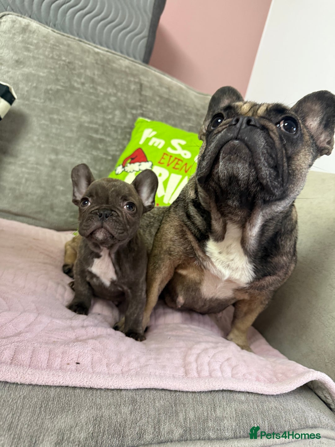 French Bulldog dogs for sale: 🐾 LAST PUPPY AVAILABLE –(Micro-Expected) – £900 - Advert 18