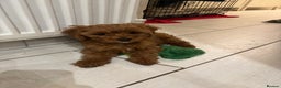 Cavapoo dogs for sale: Beautiful hypoallergenic Cavapoo pups - Advert 8