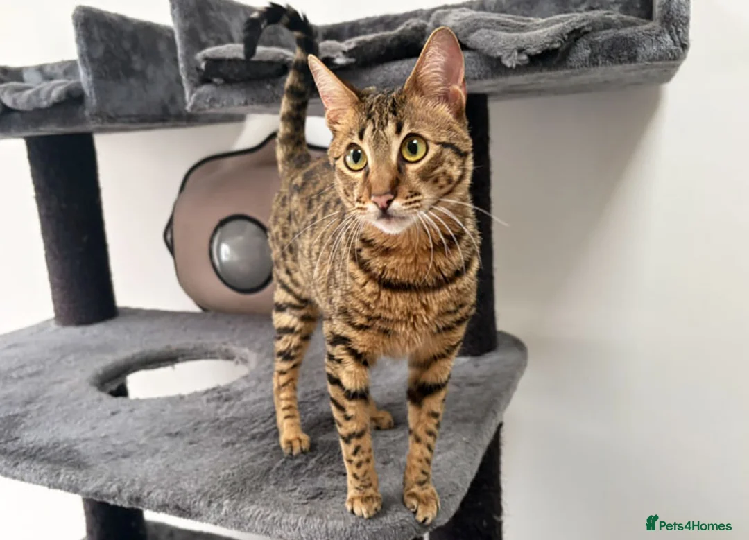 Savannah cats for sale: F5 SBT Savannah sisters Squealer, Shyler and Lily - Advert 17