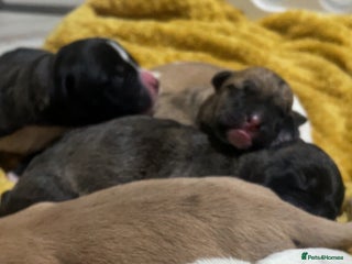 Mixed Breed dogs American bully X American bulldog puppies - Advert 5