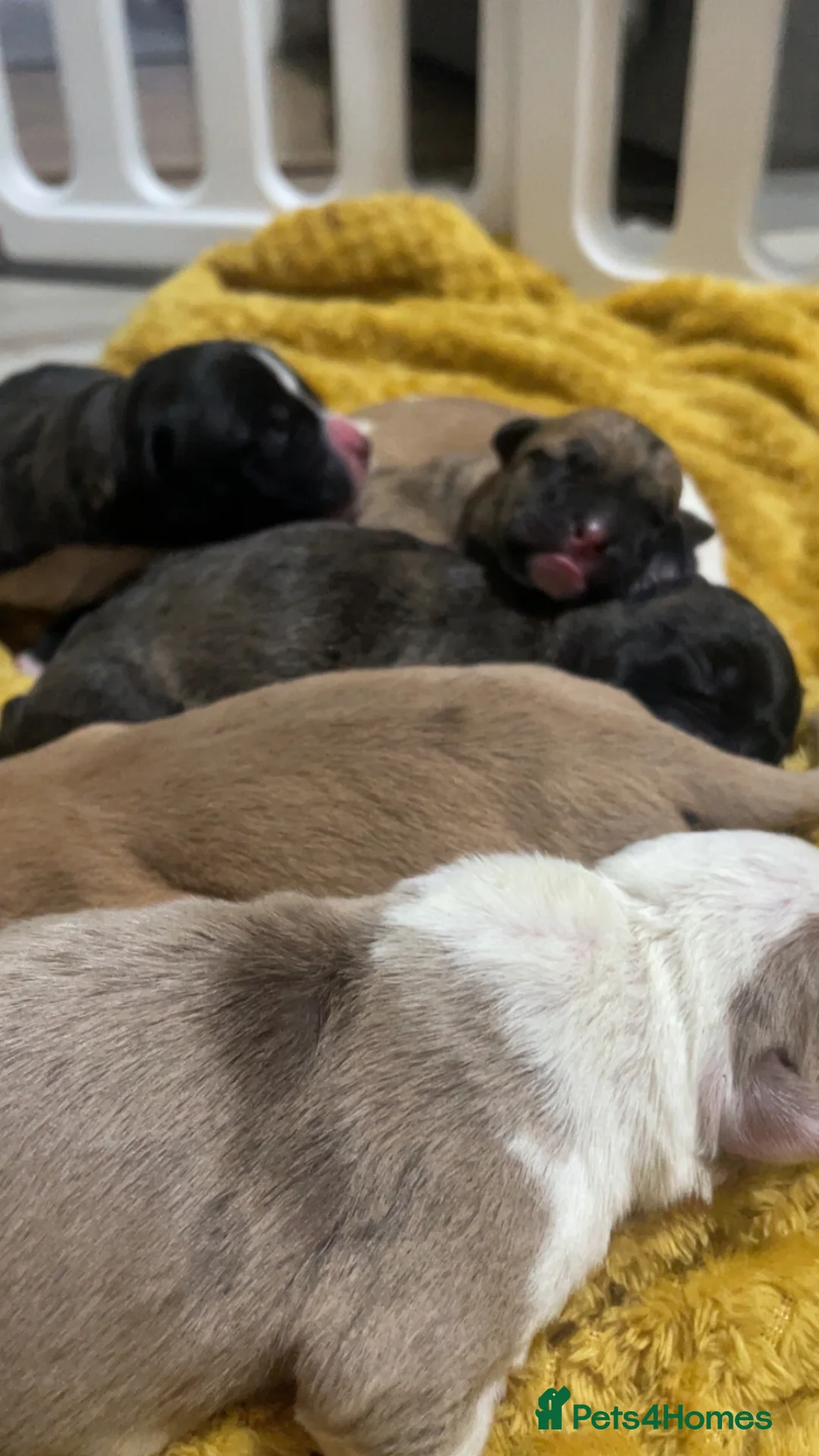 Mixed Breed dogs for sale: American bully X American bulldog puppies  - Advert 3