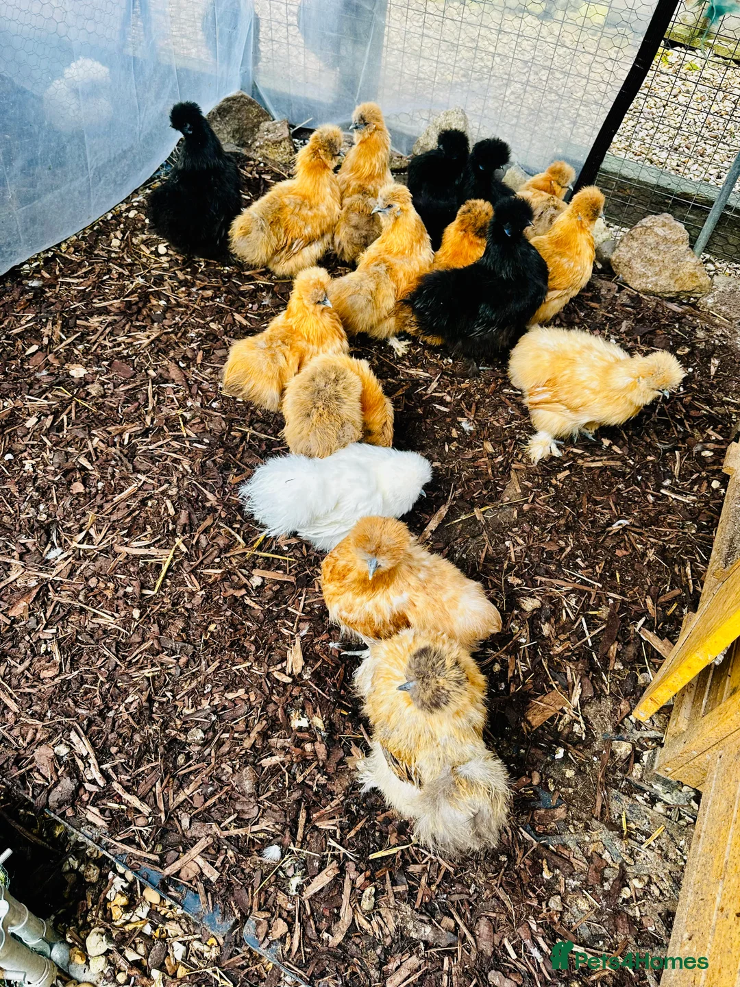 Chickens poultry for sale: Silkie Hens -  POINT OF LAY in Wellingborough - Advert 1