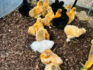Chickens poultry for sale: Silkie Hens - POINT OF LAY - Advert 3