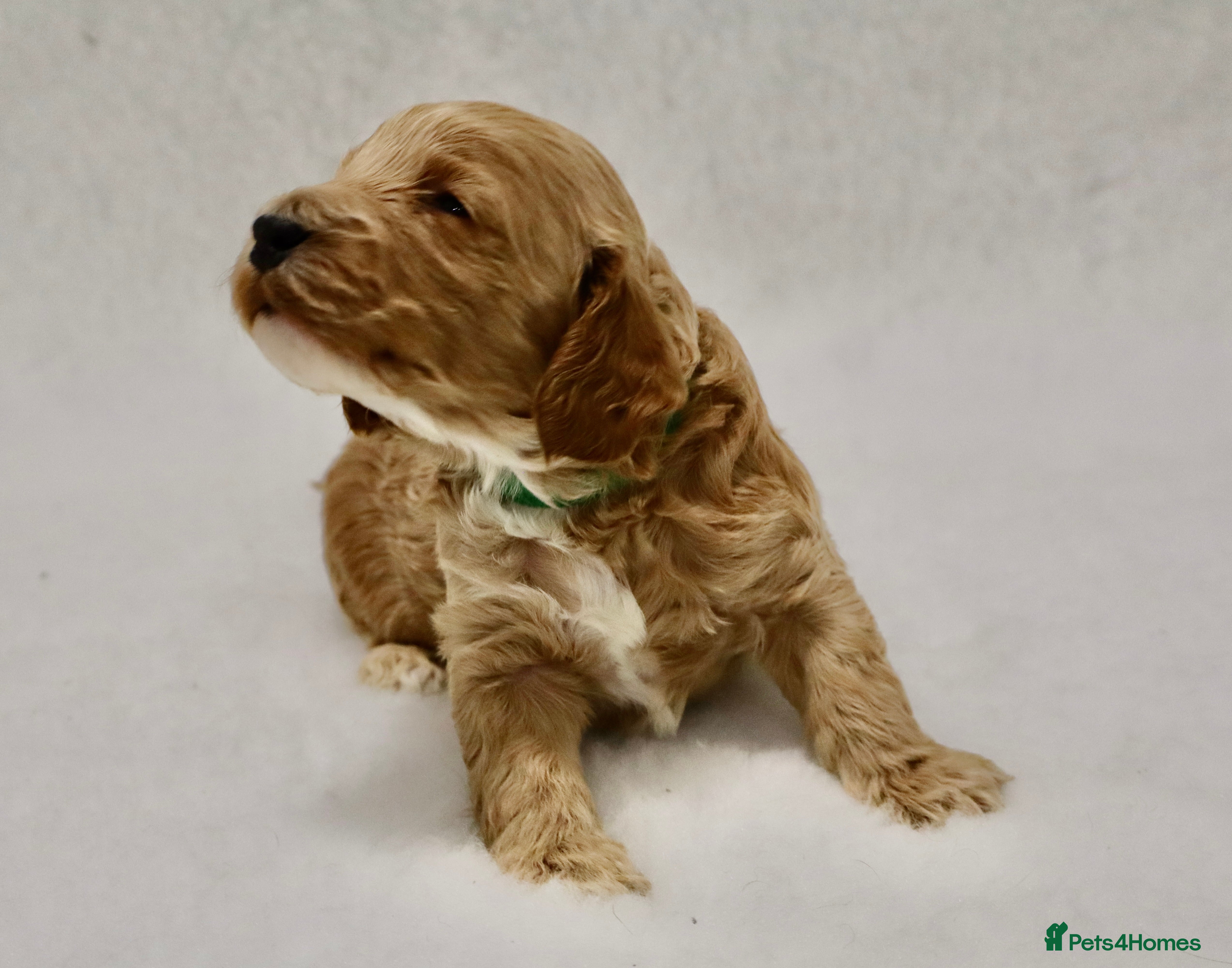 Cockapoo dogs 5 * BREEDERS, ELITE COCKAPOOS F1 PUPPIES - Advert 14