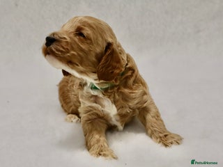Cockapoo dogs 5 * BREEDERS, ELITE COCKAPOOS F1 PUPPIES - Advert 14
