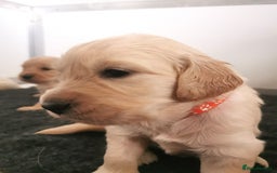 Golden Retriever dogs for sale: Golden Retriever puppies - Image 23