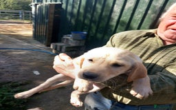 Labrador Retriever dogs for sale: 3 gorgeous yellow lab pups  - Image 4