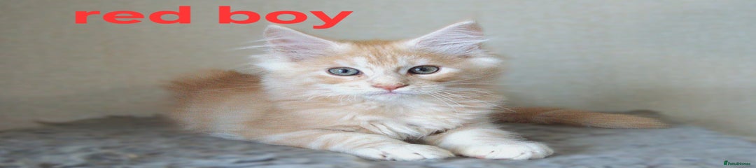 Maine Coon Kitten 1