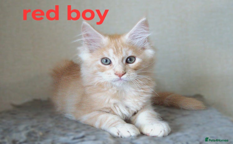 Maine Coon cats - Advert 1