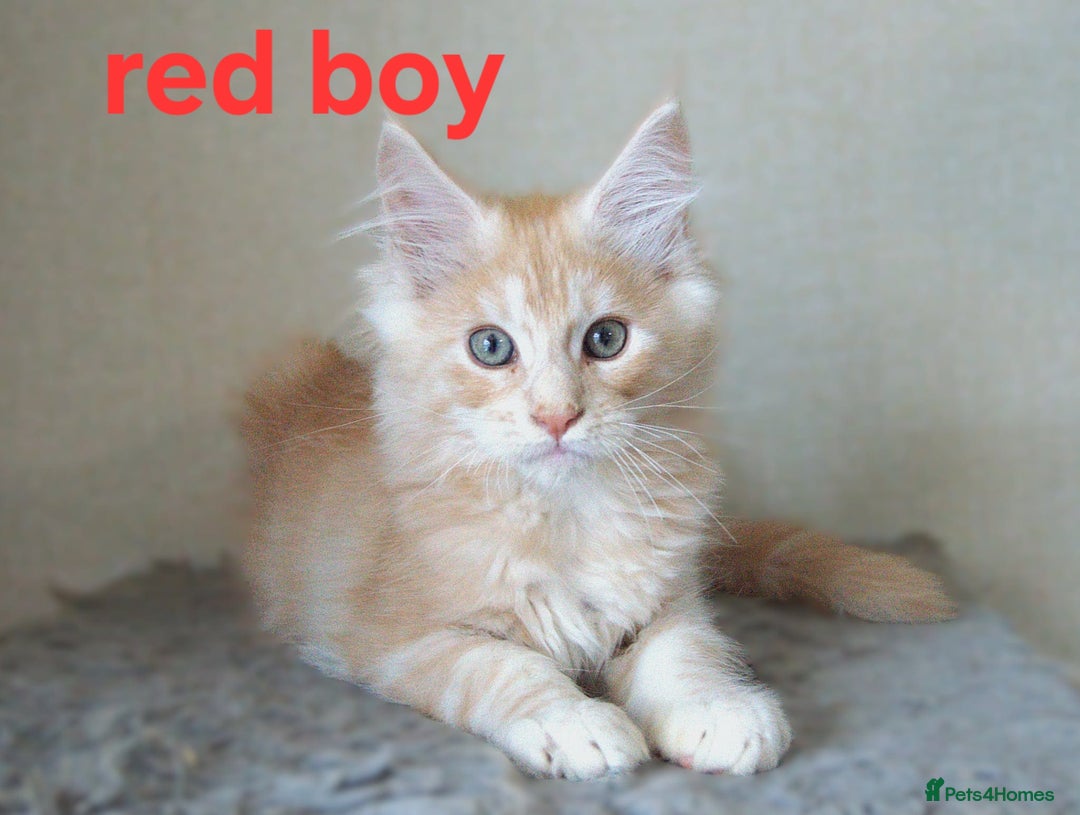 Maine Coon cats for sale: Mainecoon babies - Image 2