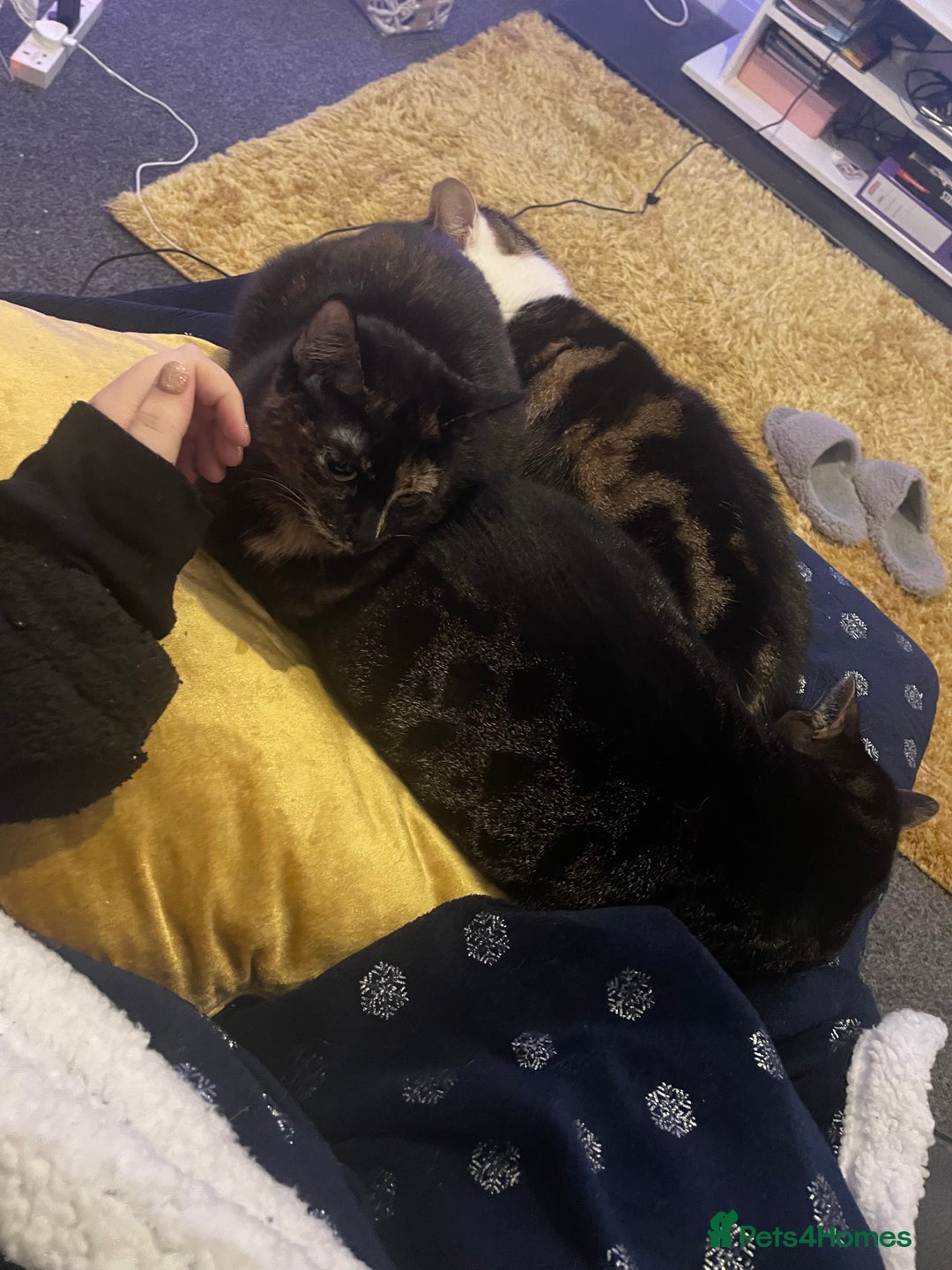 British Shorthair cats for sale: Female cat - Advert 6