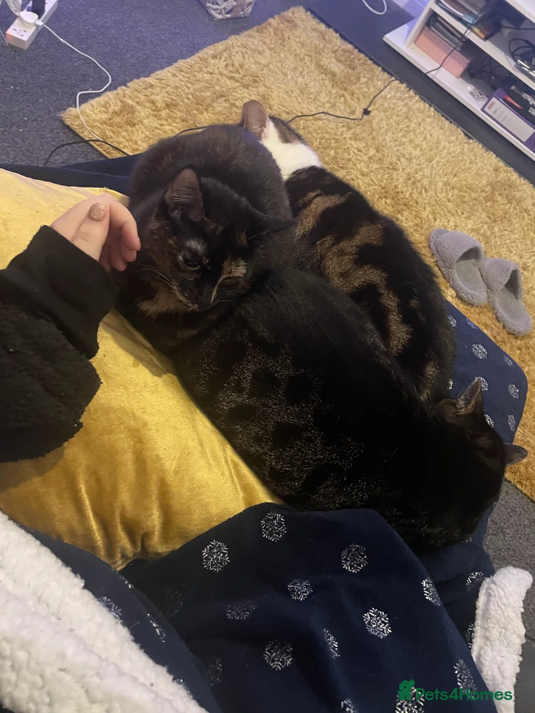 British Shorthair cats for sale: Female cat - Advert 6