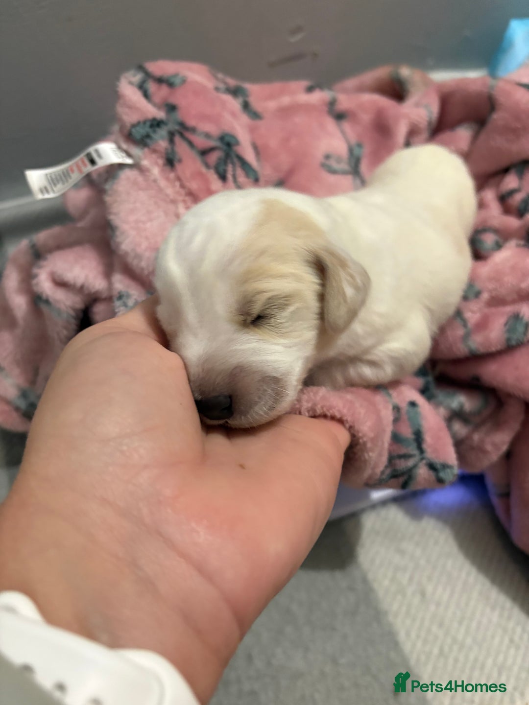 Cockapoo dogs for sale: Cockapoo puppies for sale  - Advert 12