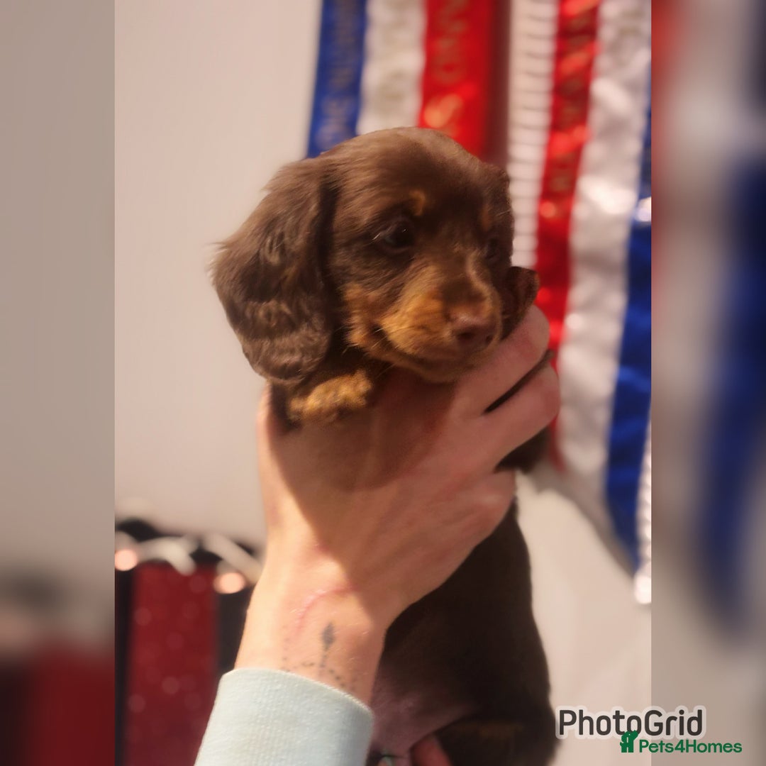 Miniature Dachshund dogs for sale: Miniature dachshund puppies - Advert 3