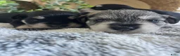 Miniature Schnauzer dogs for sale: THERAPY RAISED MINI SCHNAUZER  - Advert 5