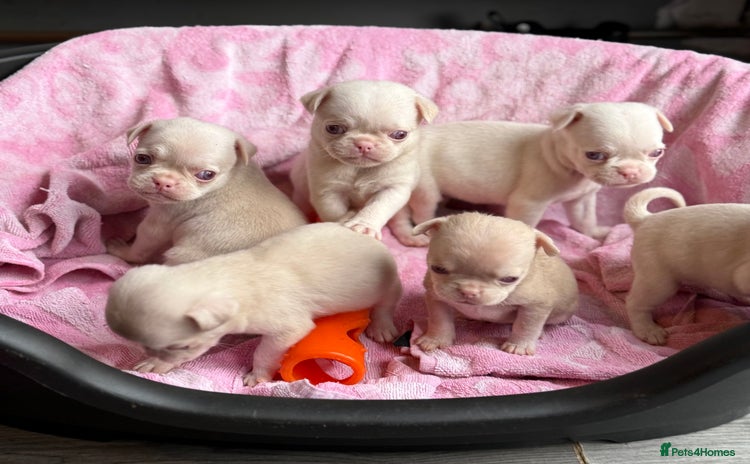 Pug dogs - Advert 2