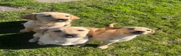 Labrador Retriever dogs for sale: Perigee Working Labrador  - Advert 1
