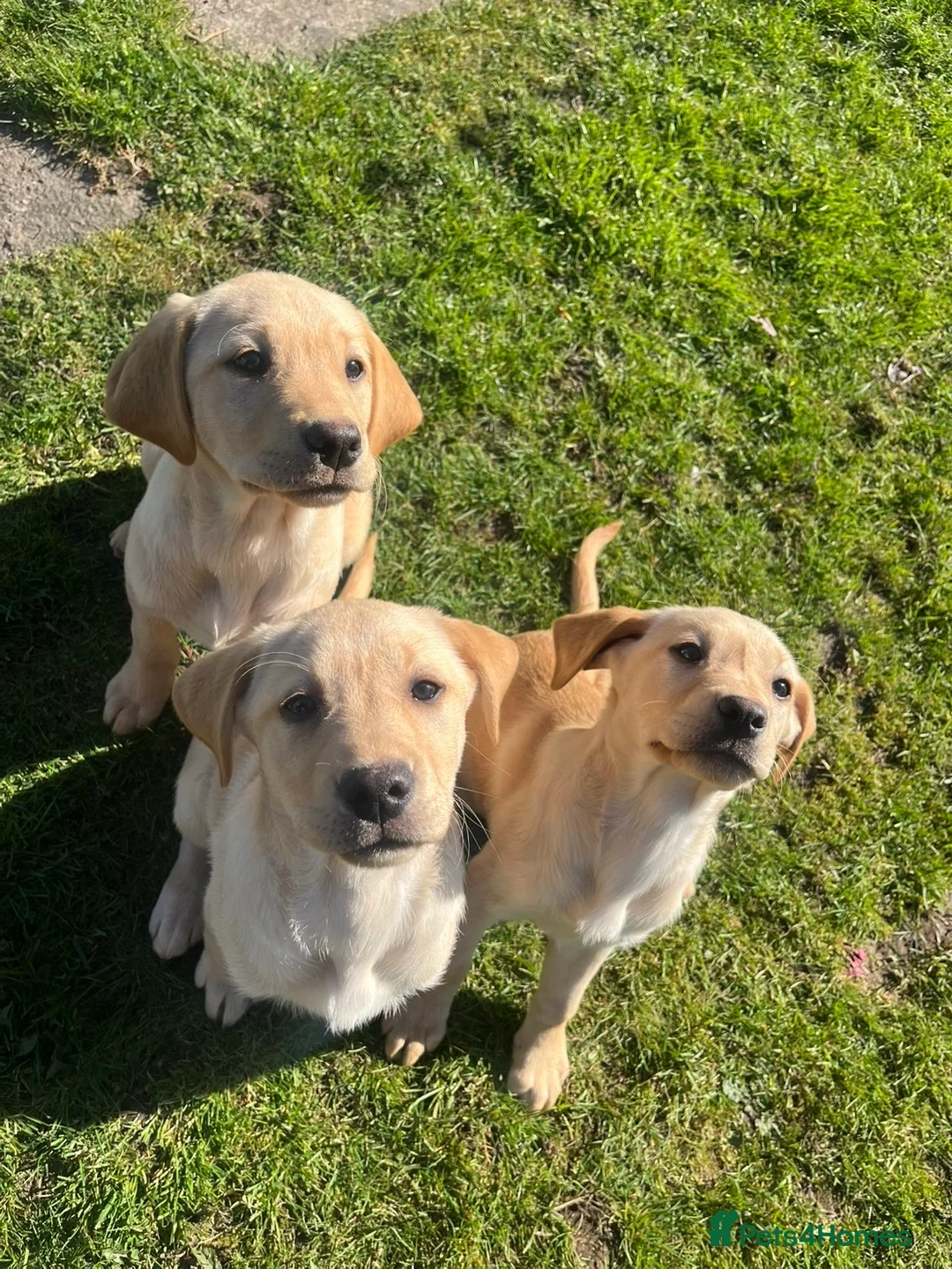 Labrador Retriever dogs for sale: Perigee Working Labrador  - Advert 1