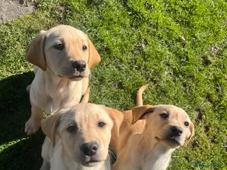 Labrador Retriever dogs Perigee Working Labrador - Advert 10