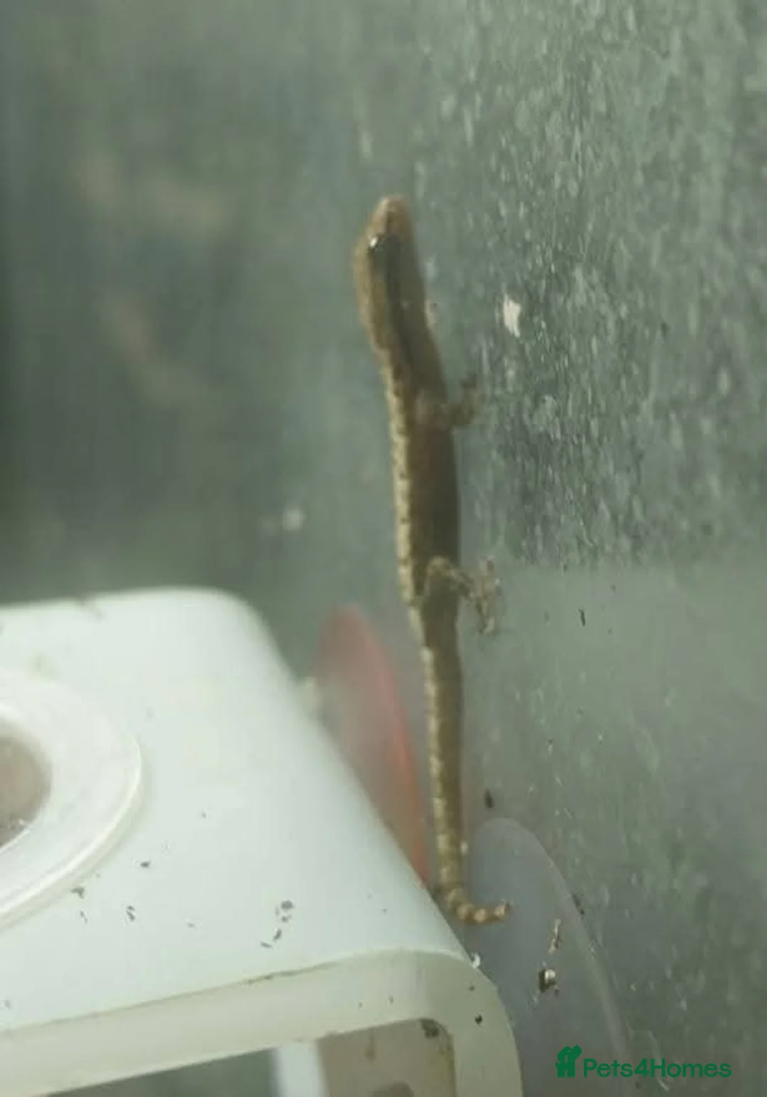 Gecko reptiles for sale: Mourning geckos. - Advert 30