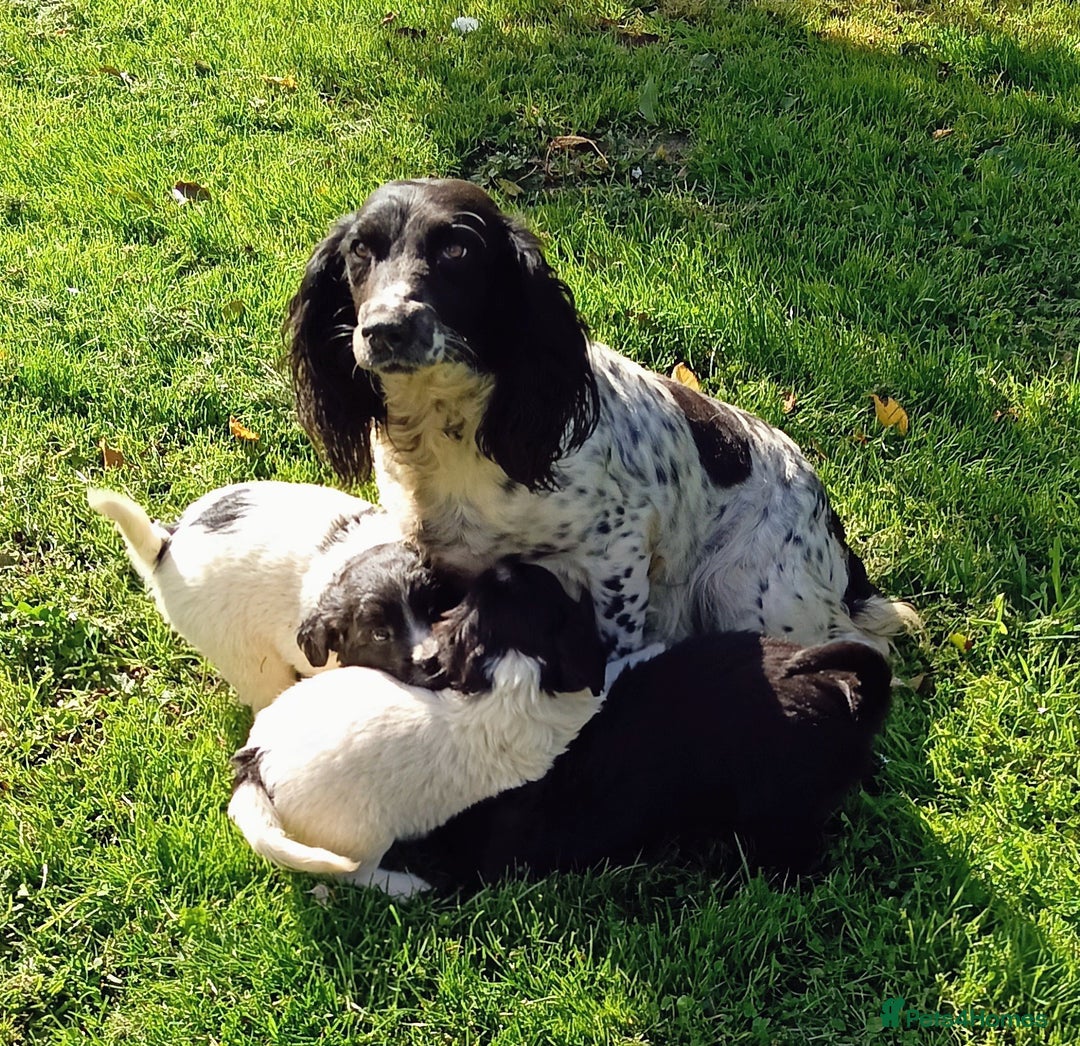 Mixed Breed dogs for sale: Three Springer Spaniel/Spitz Mittel Puppies  - Image 12
