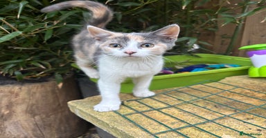 Mixed Breed cats - Advert 15