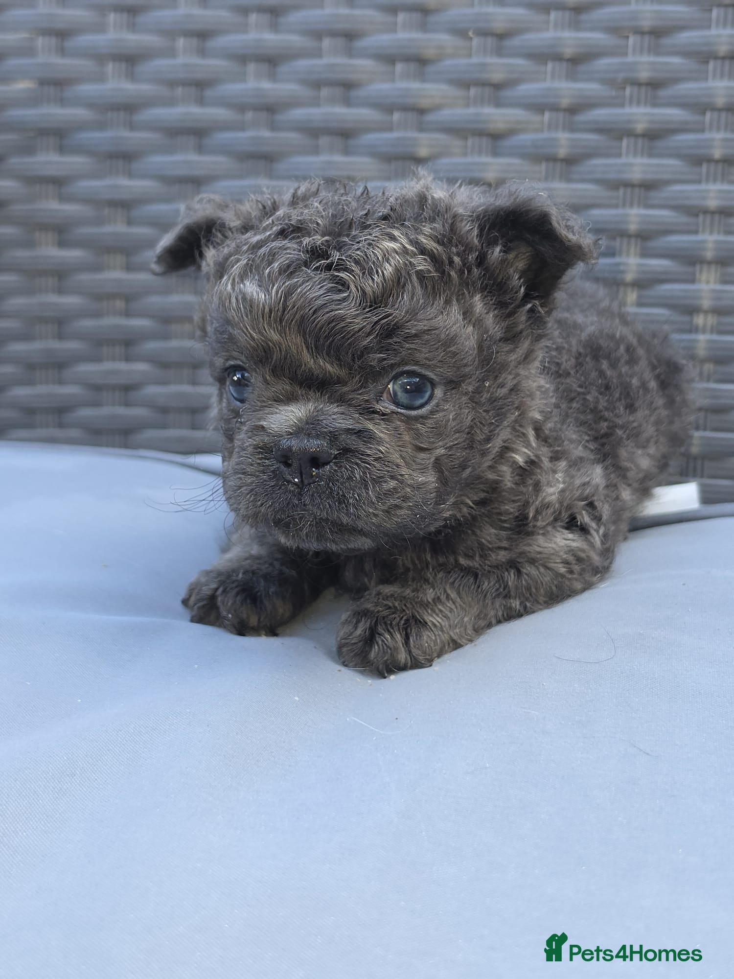 French Bulldog dogs Beautiful C2 Carrying Fluffy Frenchies - Advert 2
