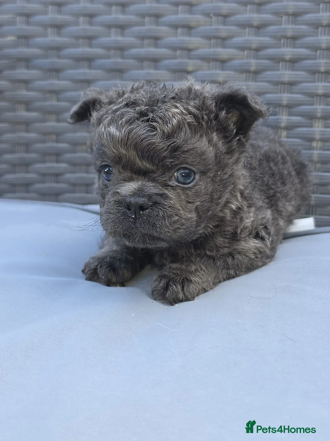 French Bulldog dogs for sale: Beautiful C2 Carrying Fluffy Frenchies - Advert 2