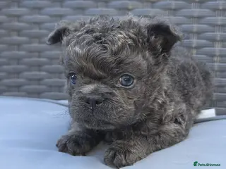French Bulldog dogs Beautiful C2 Carrying Fluffy Frenchies - Advert 2