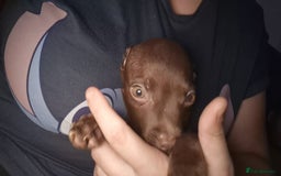 Mixed Breed dogs for sale: Staffy cross - Image 11
