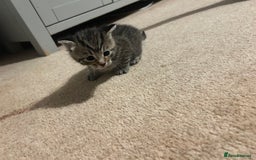 Mixed Breed cats for sale: Beautiful kittens  - Image 12