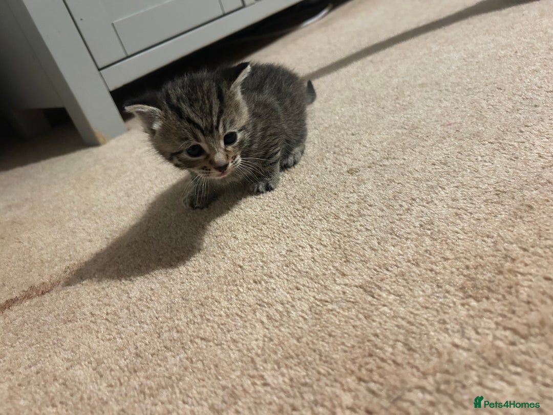 Mixed Breed cats for sale: Beautiful kittens  - Image 12