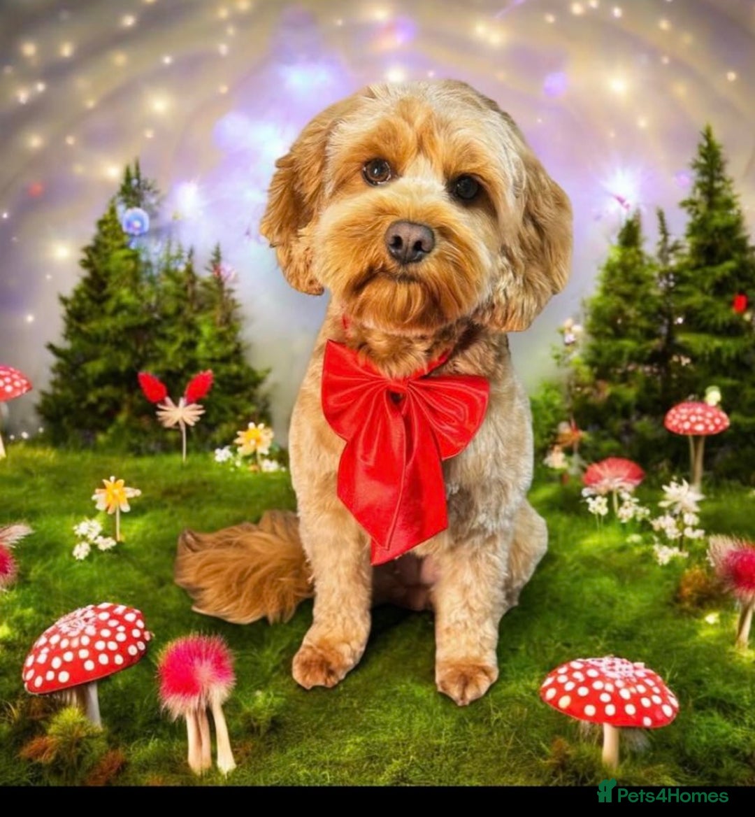 Cavapoo dogs for sale: Beautiful cavapoo puppies 🐾 - Image 17