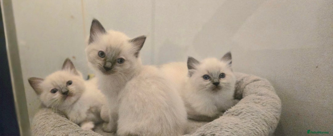 Ragdoll cats for sale: Pedigree Quality Ragdolls. - Advert 2