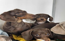 Miniature Dachshund dogs for sale: Miniature Dachsund puppies (licensed breeder) - Image 15