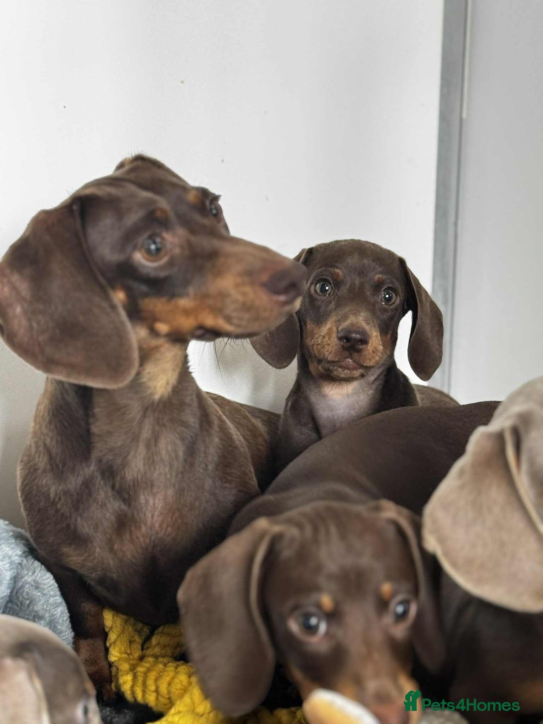 Miniature Dachshund dogs for sale: Miniature Dachsund puppies (licensed breeder) - Image 15