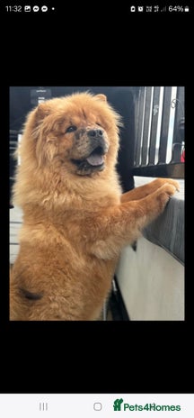 Chow Chow dogs in Accrington - Advert 9