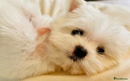 Maltese dogs for stud: Well proven, Kc registered Maltese for stud. in Northampton - Image 19