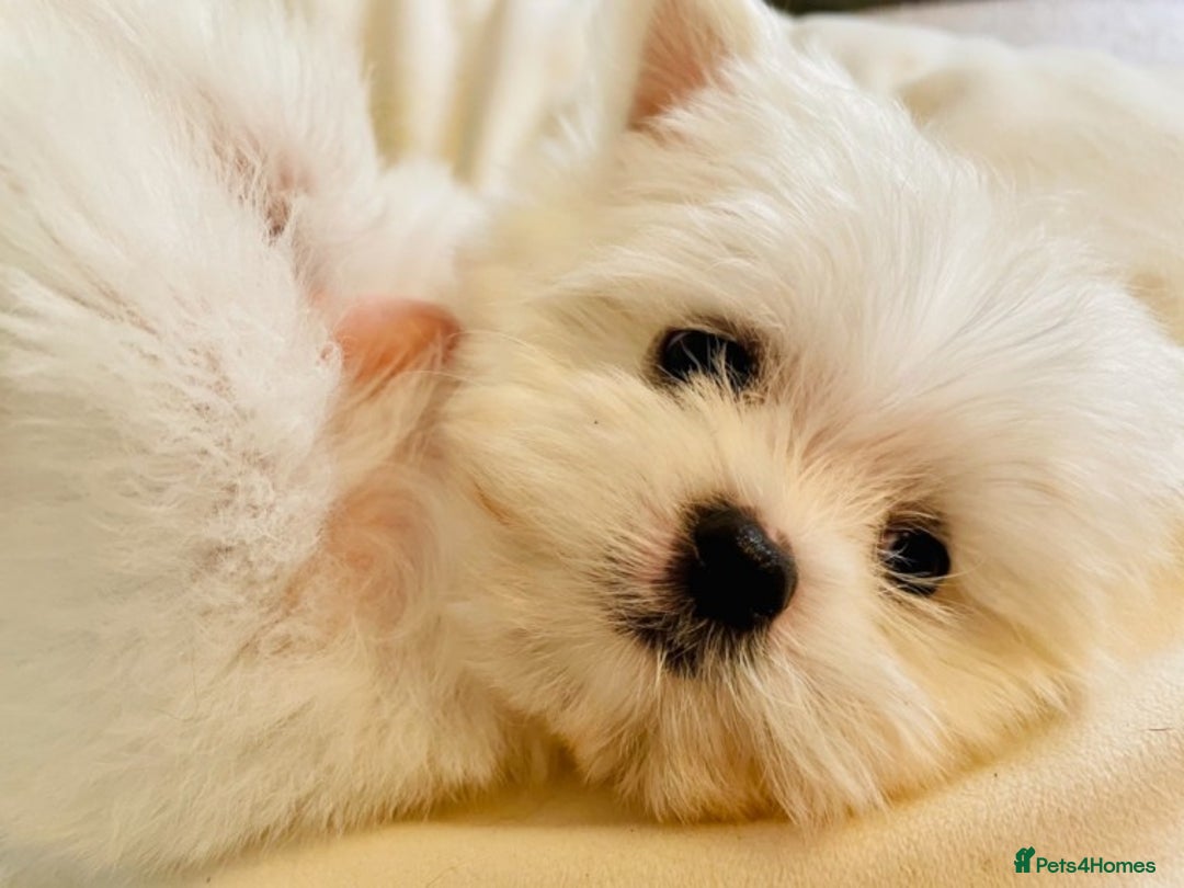 Maltese dogs for stud: Well proven, Kc registered Maltese for stud. in Northampton - Image 19