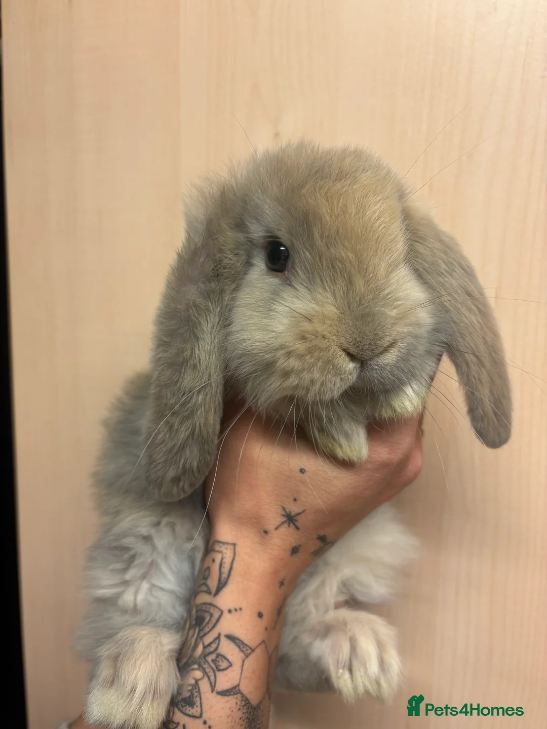 French Lop rabbits for sale: French lop babies - Advert 2