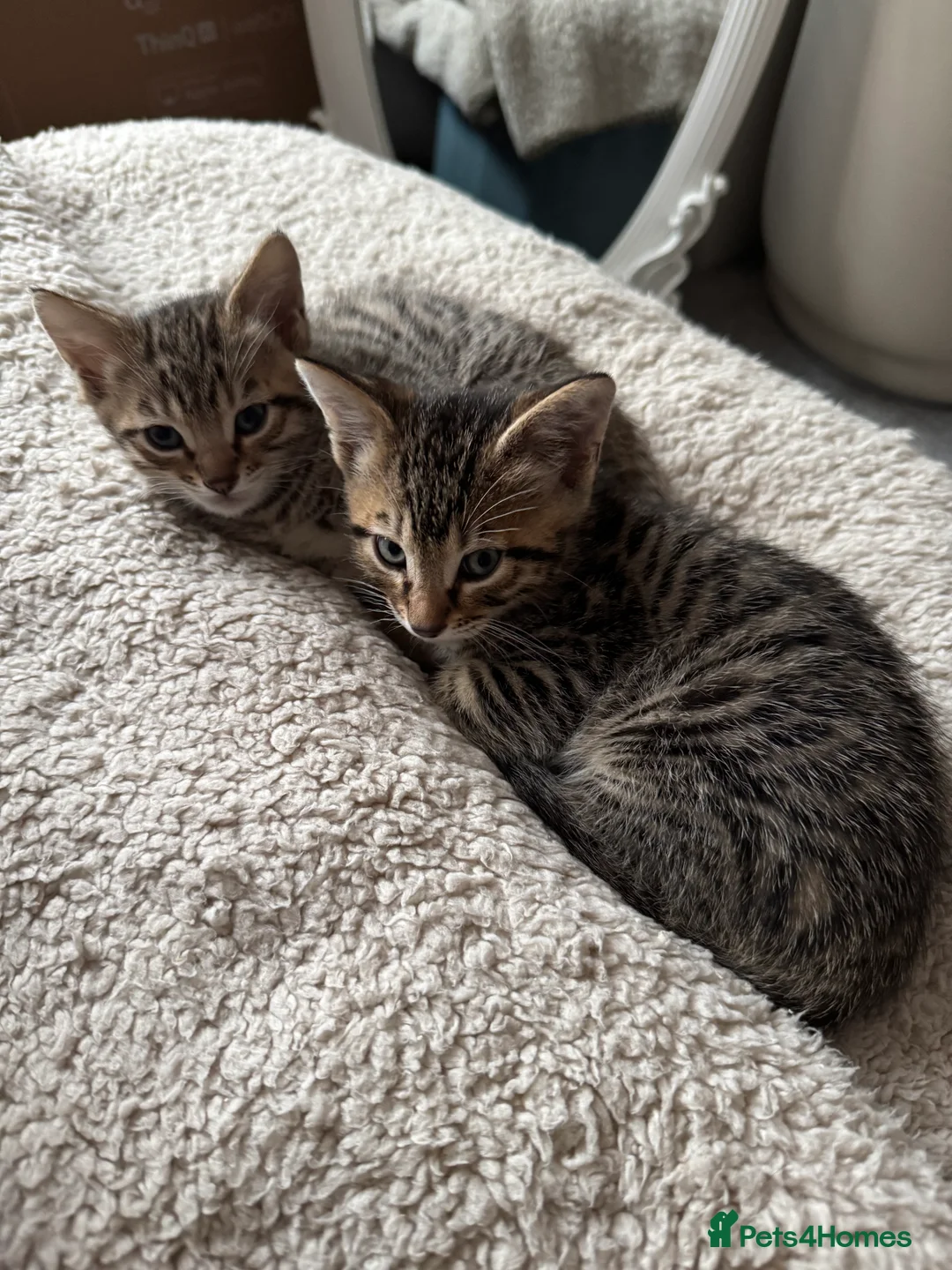 Mixed Breed cats for sale: TICA Registered Bengal x Russian Blue Kittens - Advert 4