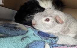 Guinea Pig rodents for sale: Bonded pair of male piggy’s  - Image 2